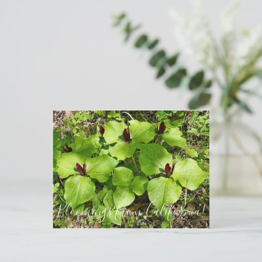 Bloomings aus Kalifornien: Riesen Wakerobin Postkarte (Stehend Vorderseite)