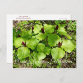 Bloomings aus Kalifornien: Riesen Wakerobin Postkarte (Vorne/Hinten)