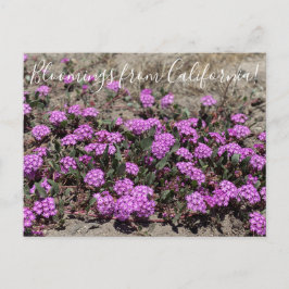 Bloomings aus Kalifornien: Rosa Sand Verbena Postkarte