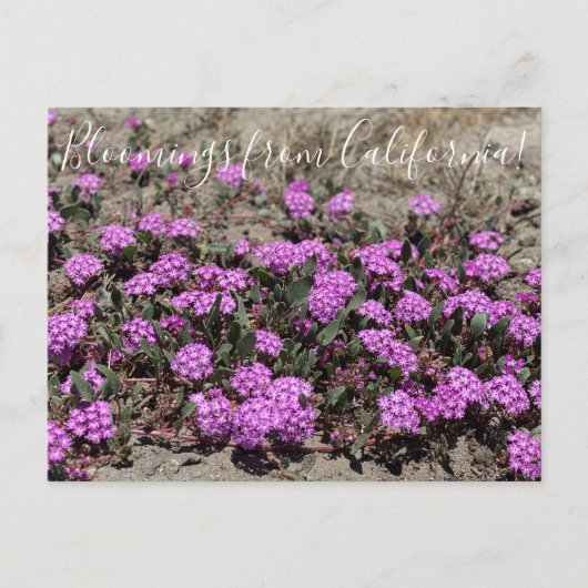 Bloomings aus Kalifornien: Rosa Sand Verbena Postkarte (Vorderseite)