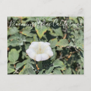 Bloomings aus Kalifornien: Sacred Datura Postcard Postkarte