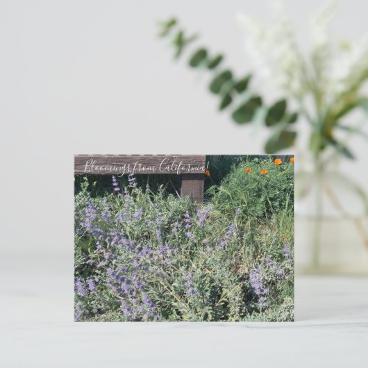 Bloomings aus Kalifornien: Sage Poppies Postkarte (Stehend Vorderseite)