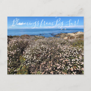 Bloomings aus Kalifornien: Sand Aster Postcard Postkarte