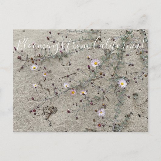 Bloomings aus Kalifornien: Sand Aster Postkarte (Vorderseite)