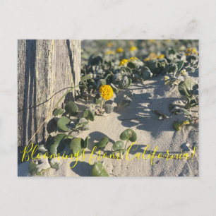 Bloomings aus Kalifornien: Sand Verbena Postcard Postkarte
