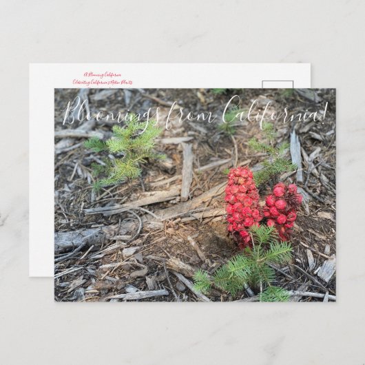 Bloomings aus Kalifornien: Schneesicherheit Pflanz Postkarte (Vorne/Hinten)