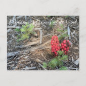 Bloomings aus Kalifornien: Schneesicherheit Pflanz Postkarte (Vorderseite)