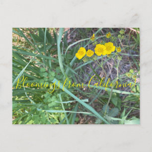 Bloomings aus Kalifornien: Schöne Cinquefolien Postkarte