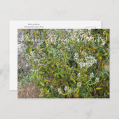 Bloomings aus Kalifornien: Schwarzes Zeitalter Postkarte (Vorne/Hinten)