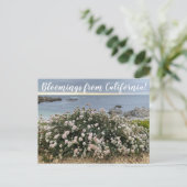 Bloomings aus Kalifornien: Seacliff Buckweizen Pos Postkarte (Stehend Vorderseite)
