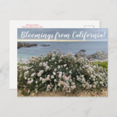 Bloomings aus Kalifornien: Seacliff Buckweizen Pos Postkarte (Vorne/Hinten)