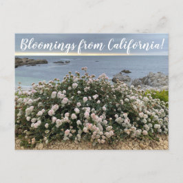 Bloomings aus Kalifornien: Seacliff Buckweizen Pos Postkarte