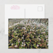 Bloomings aus Kalifornien: Seacliff Buckweizen Postkarte (Vorne/Hinten)