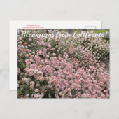 Bloomings aus Kalifornien: Seacliff Buckweizen Postkarte (Vorne/Hinten)