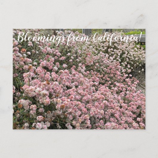 Bloomings aus Kalifornien: Seacliff Buckweizen Postkarte (Vorderseite)
