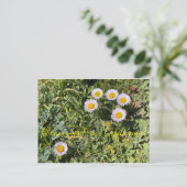 Bloomings aus Kalifornien: Seaside Daisy Postkarte (Stehend Vorderseite)