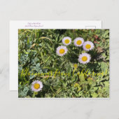 Bloomings aus Kalifornien: Seaside Daisy Postkarte (Vorne/Hinten)
