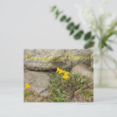 Bloomings aus Kalifornien: Seep Monkey Blume Postkarte (Stehend Vorderseite)