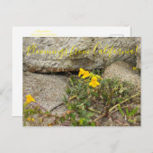 Bloomings aus Kalifornien: Seep Monkey Blume Postkarte (Vorne/Hinten)