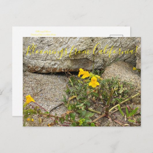 Bloomings aus Kalifornien: Seep Monkey Blume Postkarte (Vorne/Hinten)