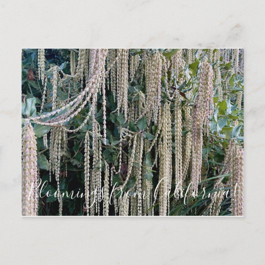 Bloomings aus Kalifornien: Seidenschnecke Postkarte (Vorderseite)