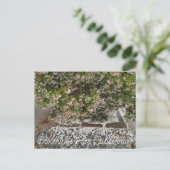 Bloomings aus Kalifornien: Sentinel Manzanita Postkarte (Stehend Vorderseite)