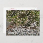 Bloomings aus Kalifornien: Sentinel Manzanita Postkarte (Vorne/Hinten)