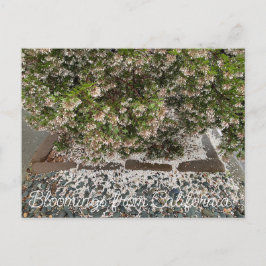 Bloomings aus Kalifornien: Sentinel Manzanita Postkarte