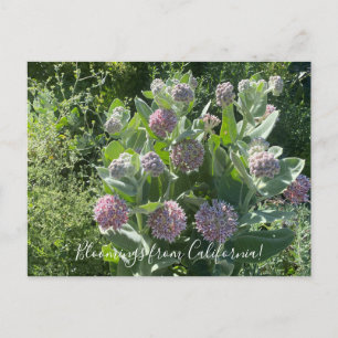 Bloomings aus Kalifornien: Showy Milkweed Postcard Postkarte