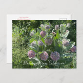 Bloomings aus Kalifornien: Showy Milkweed Postcard Postkarte (Vorne/Hinten)