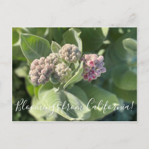 Bloomings aus Kalifornien: Showy Milkweed Postcard Postkarte