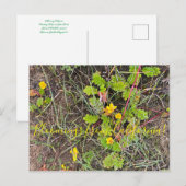 Bloomings aus Kalifornien: Silberweed Postkarte (Vorne/Hinten)