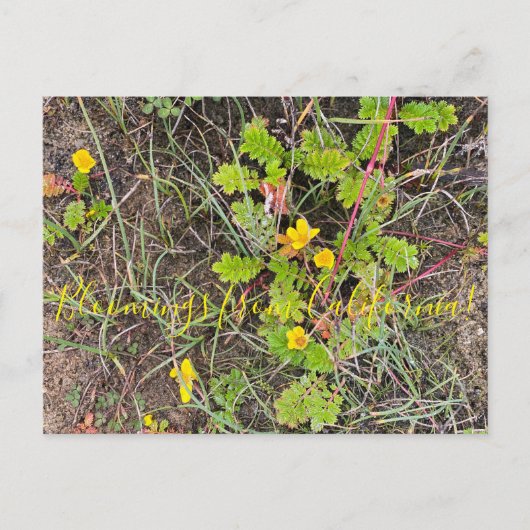 Bloomings aus Kalifornien: Silberweed Postkarte (Vorderseite)