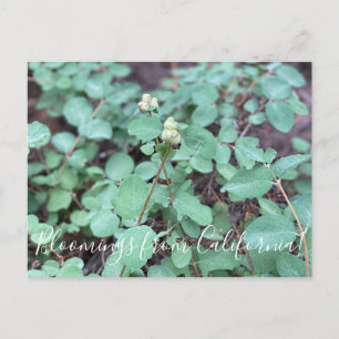 Bloomings aus Kalifornien: Snowberry Postkarte