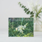 Bloomings aus Kalifornien: Star Lily Postkarte (Stehend Vorderseite)