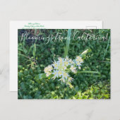 Bloomings aus Kalifornien: Star Lily Postkarte (Vorne/Hinten)