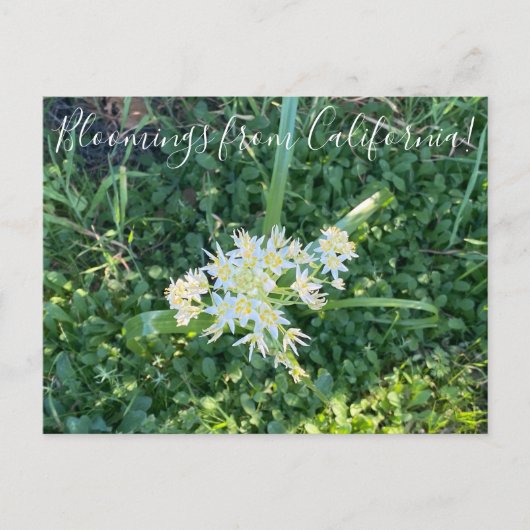 Bloomings aus Kalifornien: Star Lily Postkarte (Vorderseite)
