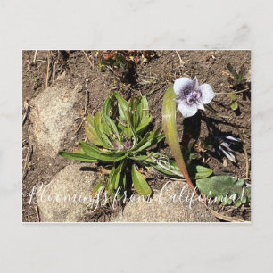 Bloomings aus Kalifornien: Tolmies Star Tulip Postkarte