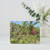 Bloomings aus Kalifornien: Twinberry Honeysuckle Postkarte (Stehend Vorderseite)