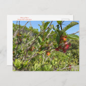 Bloomings aus Kalifornien: Twinberry Honeysuckle Postkarte (Vorne/Hinten)