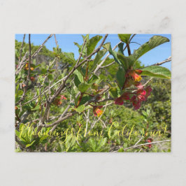 Bloomings aus Kalifornien: Twinberry Honeysuckle Postkarte