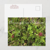 Bloomings aus Kalifornien: Warrior's Plume Postcar Postkarte (Vorne/Hinten)