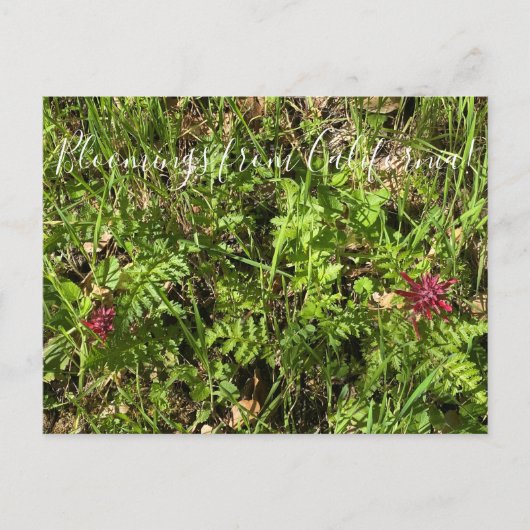 Bloomings aus Kalifornien: Warrior's Plume Postcar Postkarte (Vorderseite)