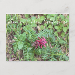 Bloomings aus Kalifornien: Warrior's Plume Postkarte