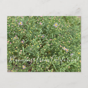 Bloomings aus Kalifornien: Western Mountain Aster Postkarte