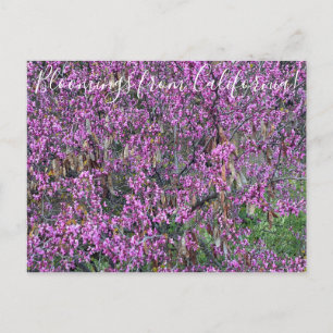 Bloomings aus Kalifornien: Western Redbud Postcard Postkarte