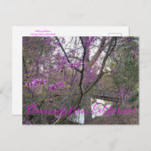 Bloomings aus Kalifornien: Western Redbud Postcard Postkarte (Vorne/Hinten)