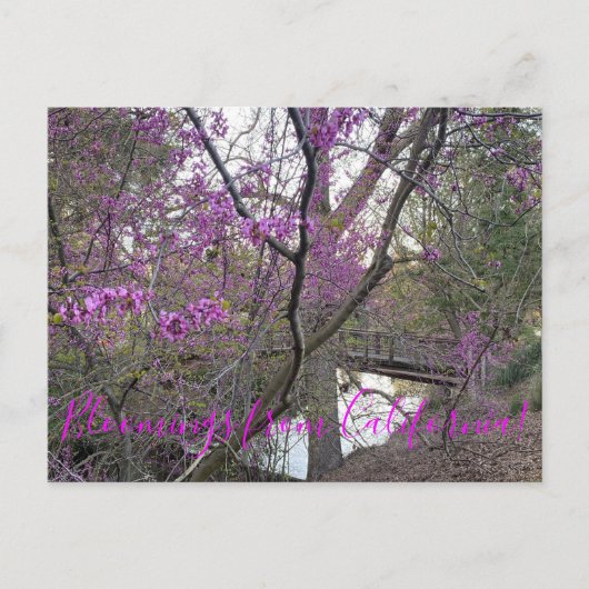 Bloomings aus Kalifornien: Western Redbud Postcard Postkarte (Vorderseite)