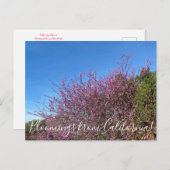 Bloomings aus Kalifornien: Western Redbud Postkarte (Vorne/Hinten)