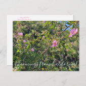 Bloomings aus Kalifornien: Wilde Rose Postcard Postkarte (Vorne/Hinten)